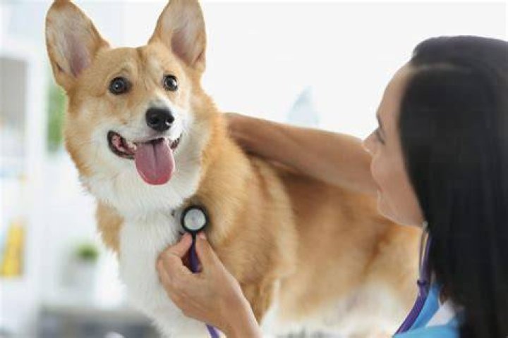 A Comprehensive Guide: Dogs and Hominy