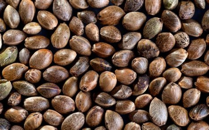 Best Marijuana Seeds In Michigan