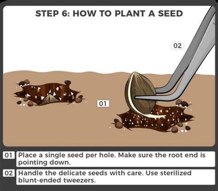 Best Way To Germinate Old Marijuana Seeds