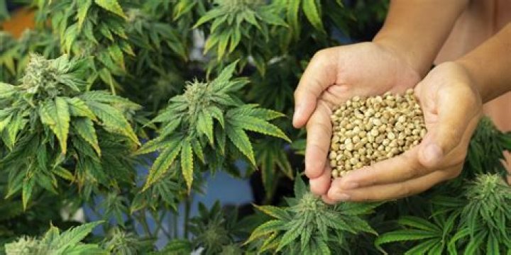 Buy Marijuana Seeds In Washington State