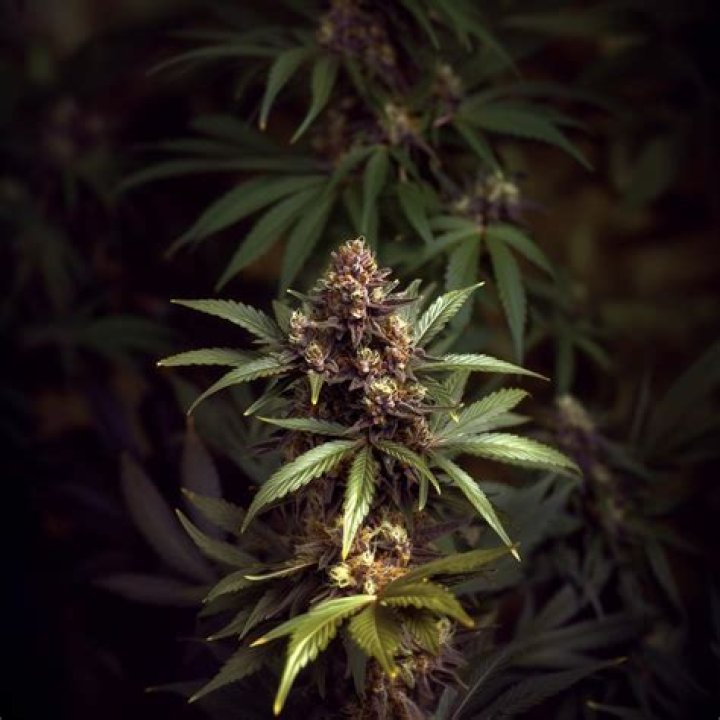 charleone weed strain - gushers weed strain