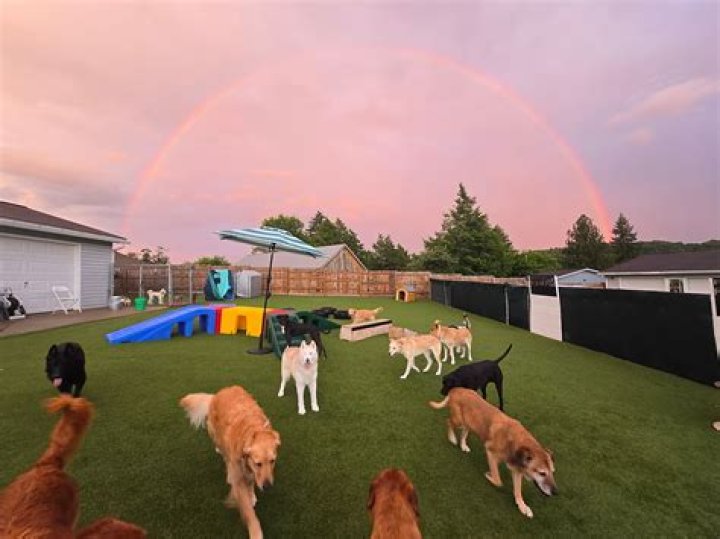 Dog Boarding & Daycare Morgantown WV