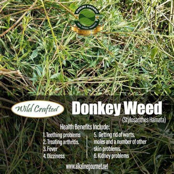 donkey dick weed strain - gushers weed strain