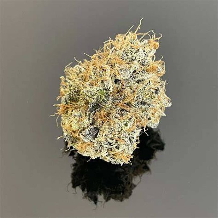 florida. weed strain - gushers weed strain
