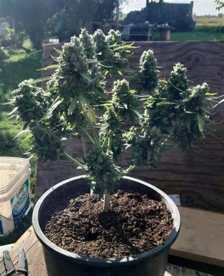 Free Marijuana Seeds Give Away