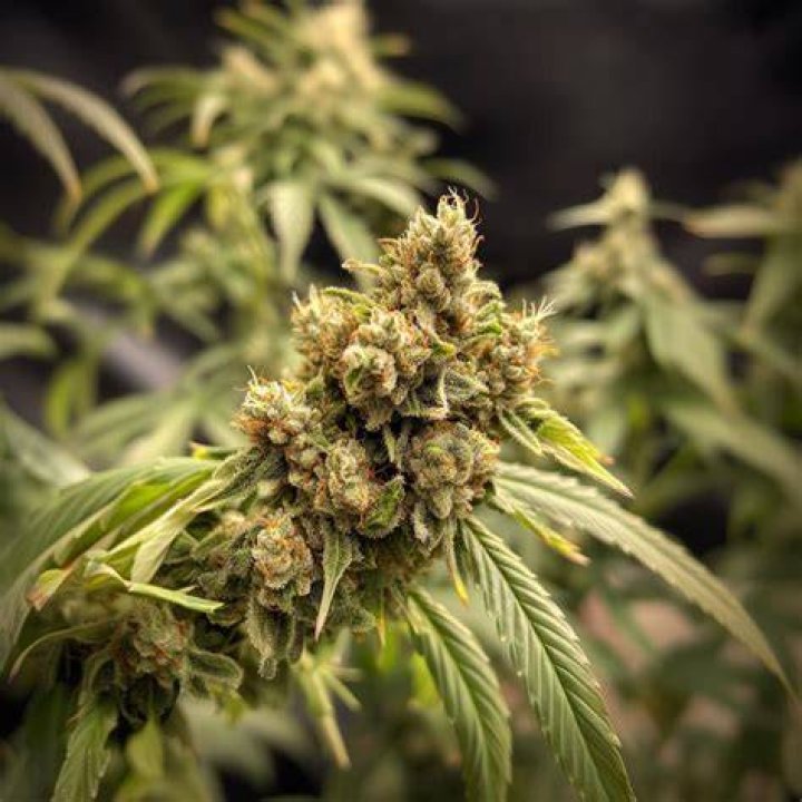 gas weed strain - gushers weed strain