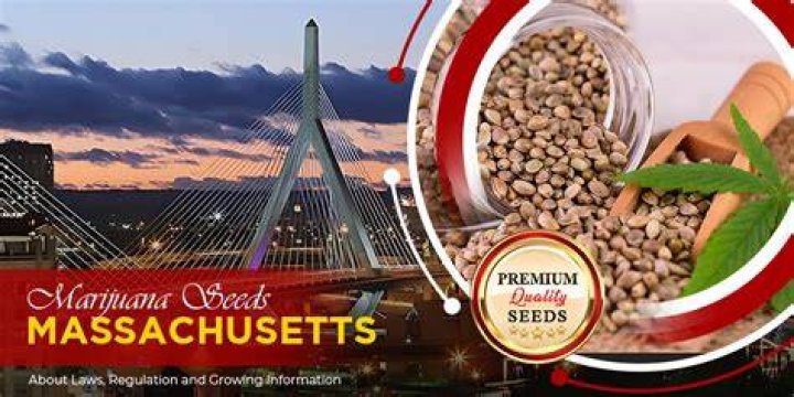 Marijuana Seeds Massachusetts