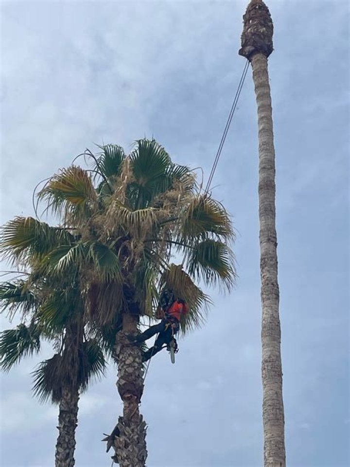 Palm Tree Trimming Company in Palm Springs, CA