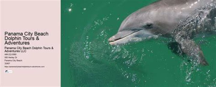Panama City Beach Dolphin Tours & Adventures