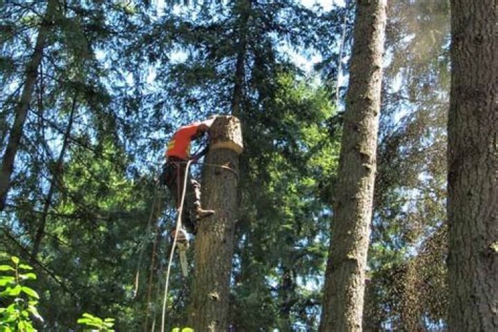 Tree Removal in Auburn WA