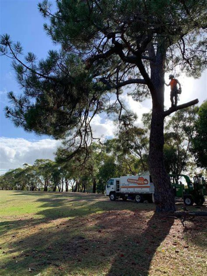 Tree Removal in Bayside TX