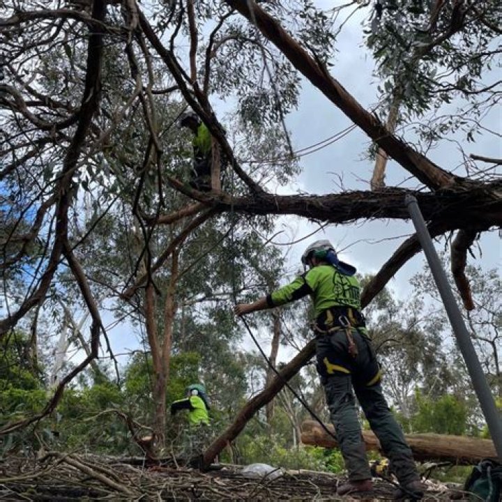 Tree Removal in Brighton CO