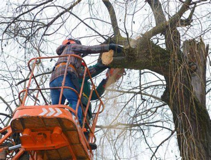 Tree Removal in De Witt IA