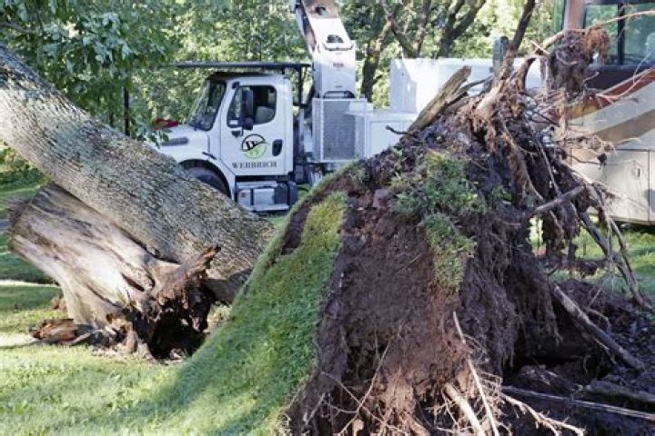 Tree Removal in Druid Hills KY