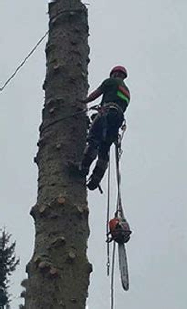 Tree Removal in Everett WA