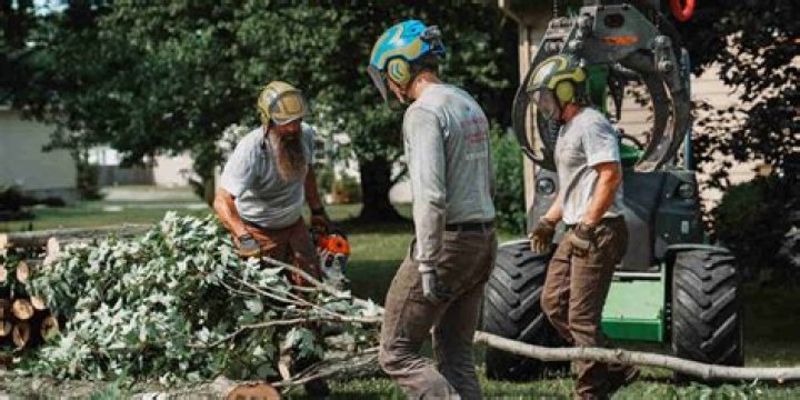 Tree Removal in Girard MN