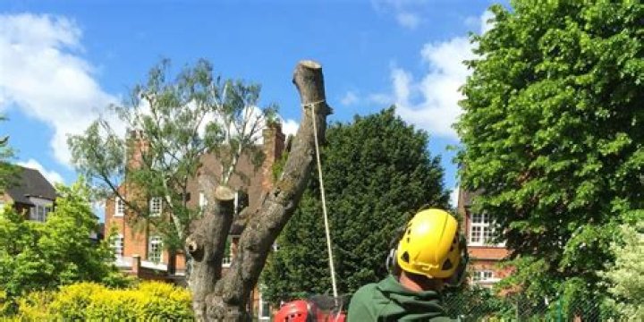 Tree Removal in Harrodsburg IN