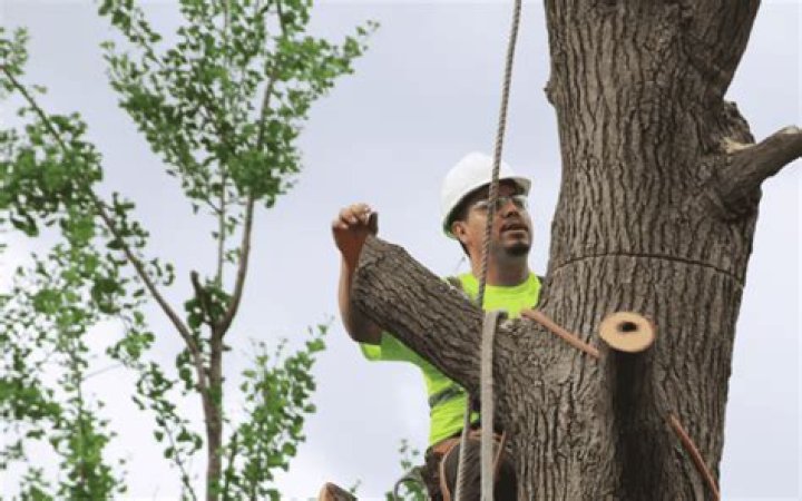 Tree Removal in Hartland WI
