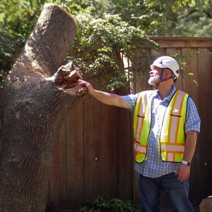Tree Removal in Johnson City OR