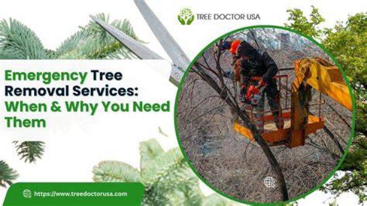 Tree Removal in Meyers CA