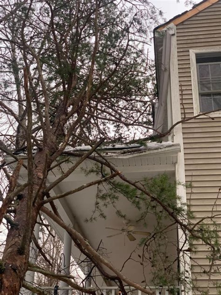 Tree Removal in Midlothian VA