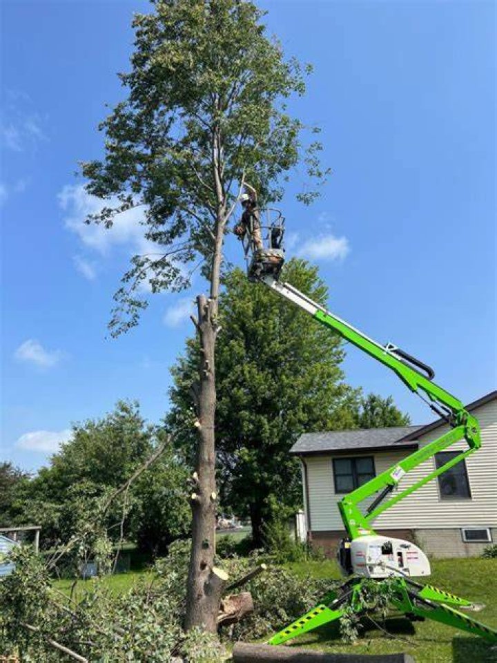 Tree Removal in Plymouth IA