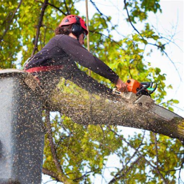 Tree Removal in Port Charlotte FL
