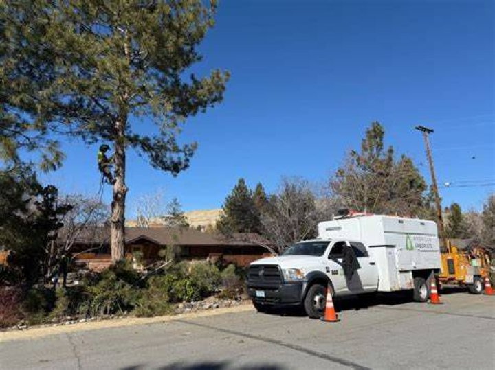 Tree Removal in Reno NV