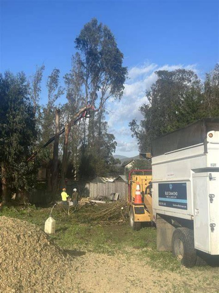 Tree Removal in San Luis Obispo CA