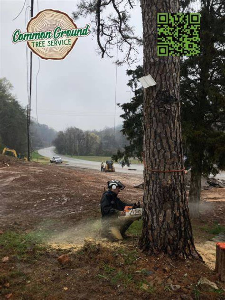 Tree Removal in Tullahoma TN
