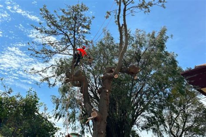 Tree Removal in West Melbourne FL
