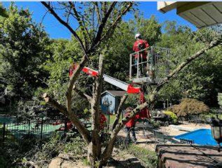 Tree Removal Service St. Charles MO