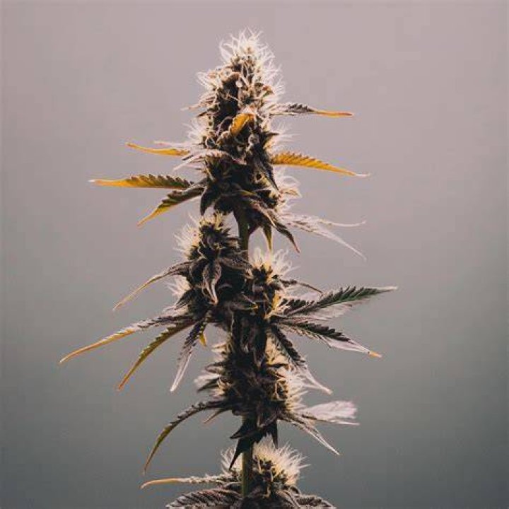 what strain of weed has the highest thc content
